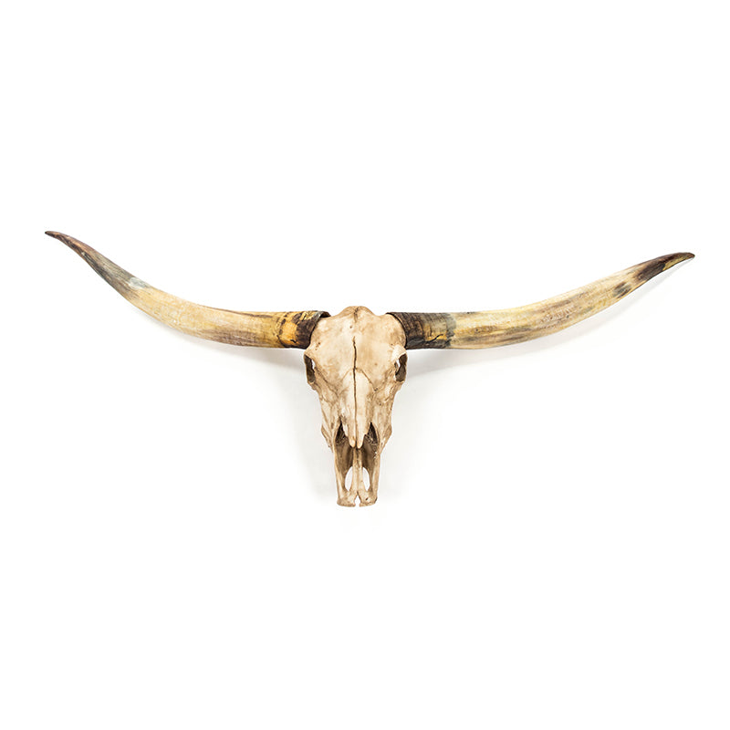 Texas Long Horn Skull Wall Decor